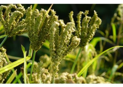 Millets – Are These Lesser Known Cereals Slowly Making A Comeback?