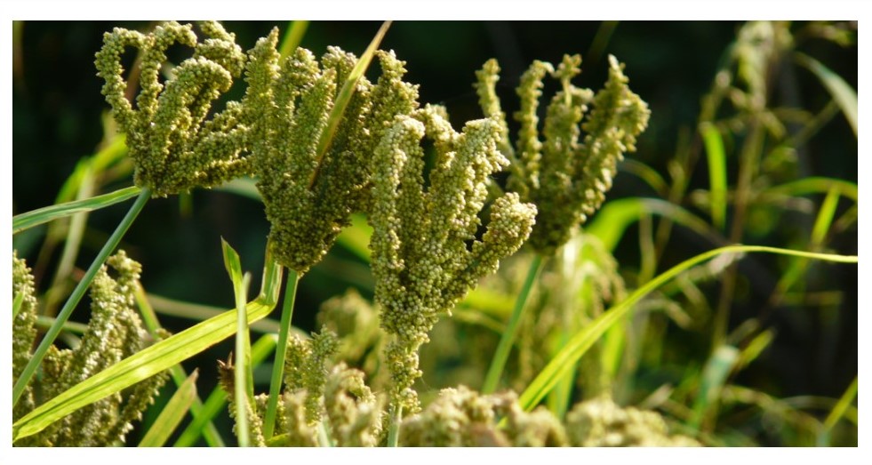 Millets – Are These Lesser Known Cereals Slowly Making A Comeback?