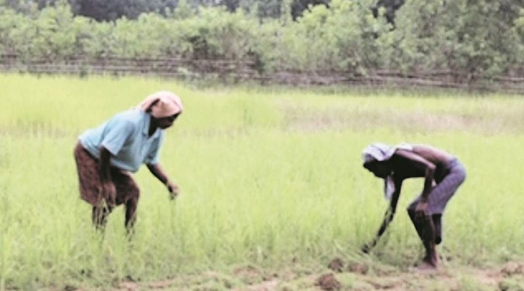 50 years on, millet makes a comeback in Odisha’s Keonjhar district