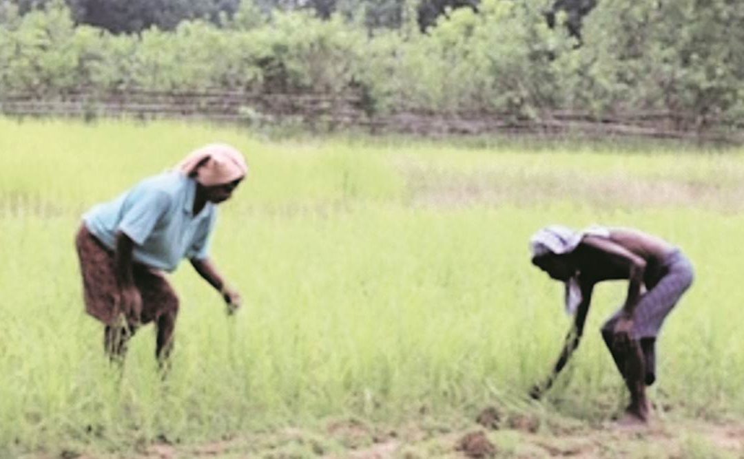 50 years on, millet makes a comeback in Odisha’s Keonjhar district