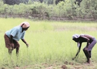 50 years on, millet makes a comeback in Odisha’s Keonjhar district