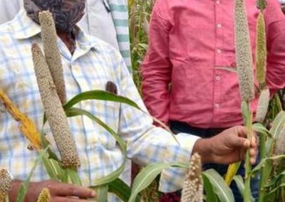Farmer brothers set to reap it rich with a local pearl millet variety
