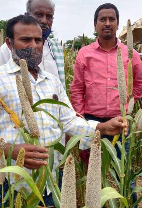 Farmer brothers set to reap it rich with a local pearl millet variety