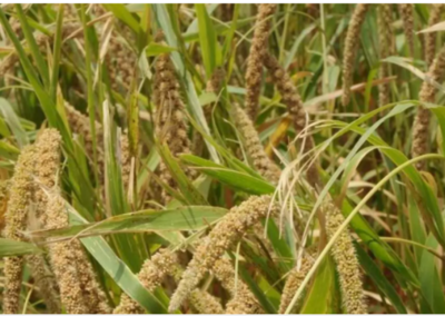 Miracle Millet: Say K for Kodo               