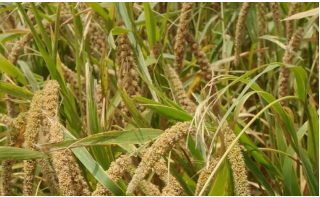 Miracle Millet: Say K for Kodo               