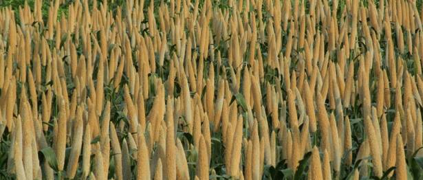 Aayog to States: Replicate Odisha Millet Mission
