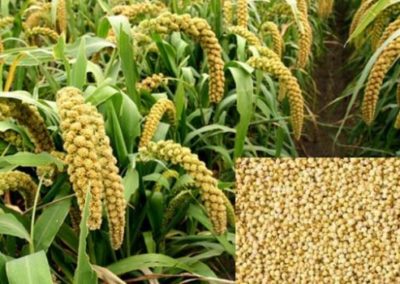 Millet Mission strikes roots in Kandhamal