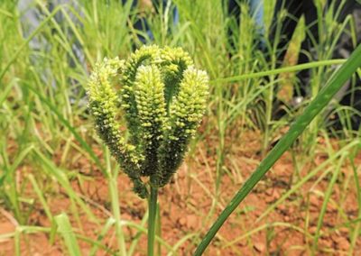 Making India Kuposhan Mukta through Biofortified Crop Varieties