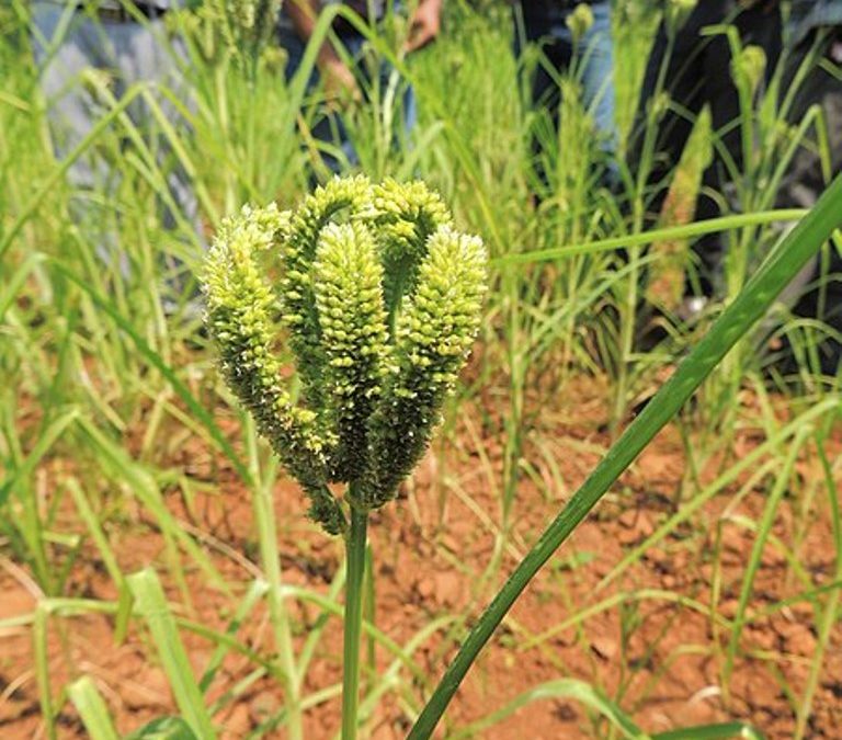 Making India Kuposhan Mukta through Biofortified Crop Varieties