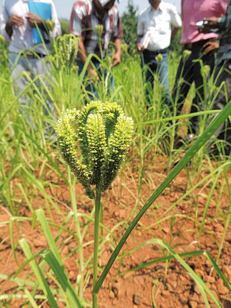 Making India Kuposhan Mukta through Biofortified Crop Varieties