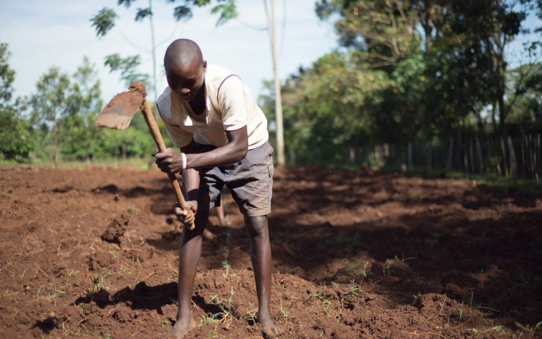 Millet and Sorghum Take Center Stage on Farmers’ Plates