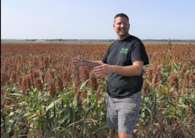 Central Kansas seeing higher milo yield