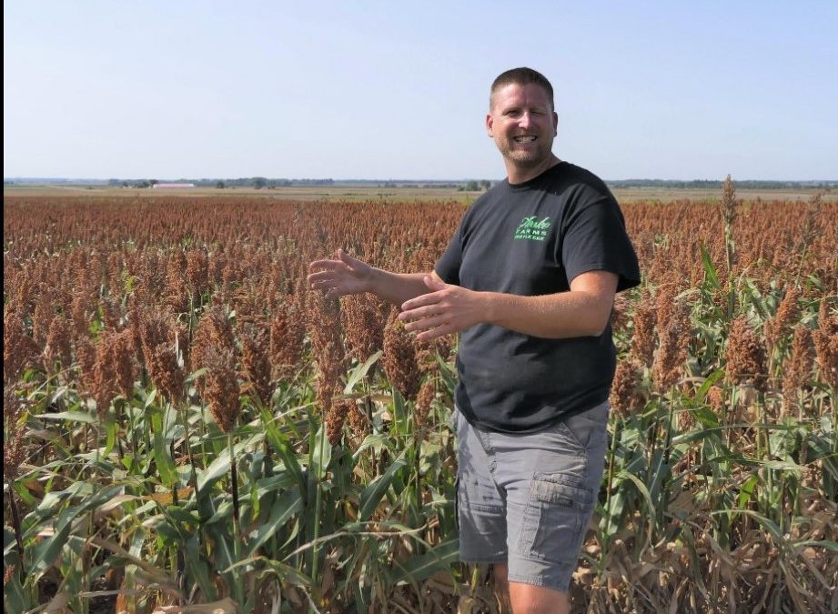 Central Kansas seeing higher milo yield