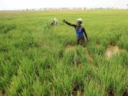 MSP, government procurement important part of country’s food security: PM Narendra Modi