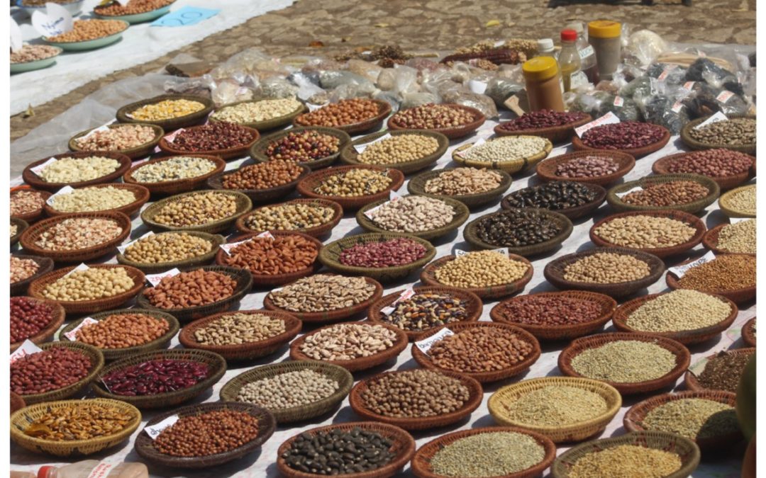 Zimbabwe: Rural Women Adopt Small Grains to Mitigate Climate Change Effects