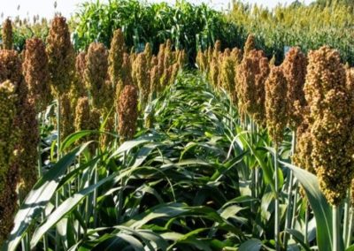 AFRICA: millet and sorghum, the cereals most resistant to climate change