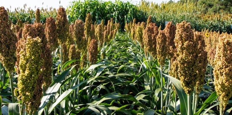 AFRICA: millet and sorghum, the cereals most resistant to climate change