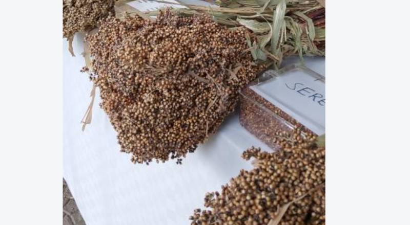 Boast for sorghum farmers following directive of flour blending
