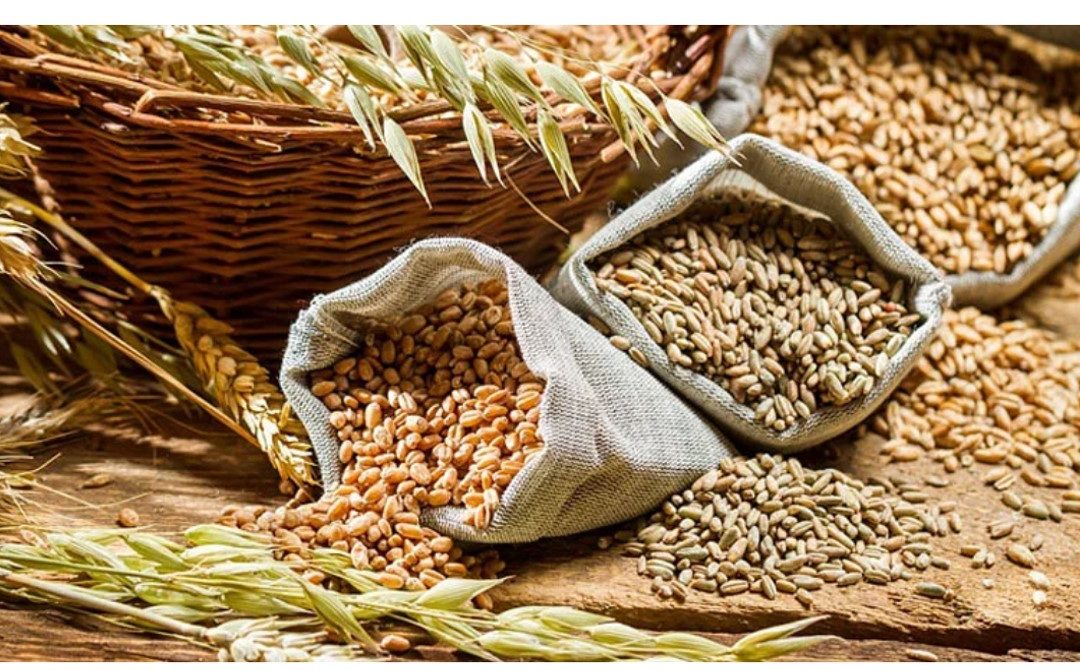 Madhya Pradesh: Government forms high-powered panel to boost coarse cereal area