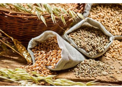 Madhya Pradesh: Government forms high-powered panel to boost coarse cereal area