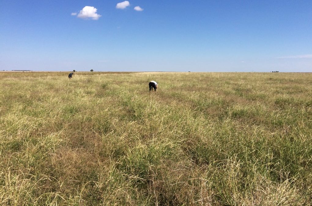 Australian researchers find native grasses could be grown for mass consumption