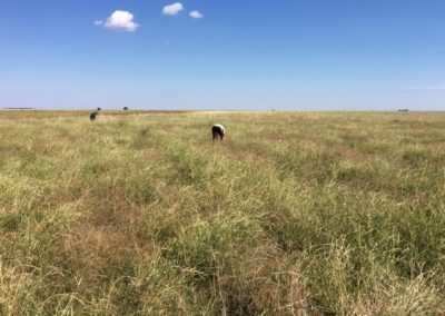 Australian researchers find native grasses could be grown for mass consumption