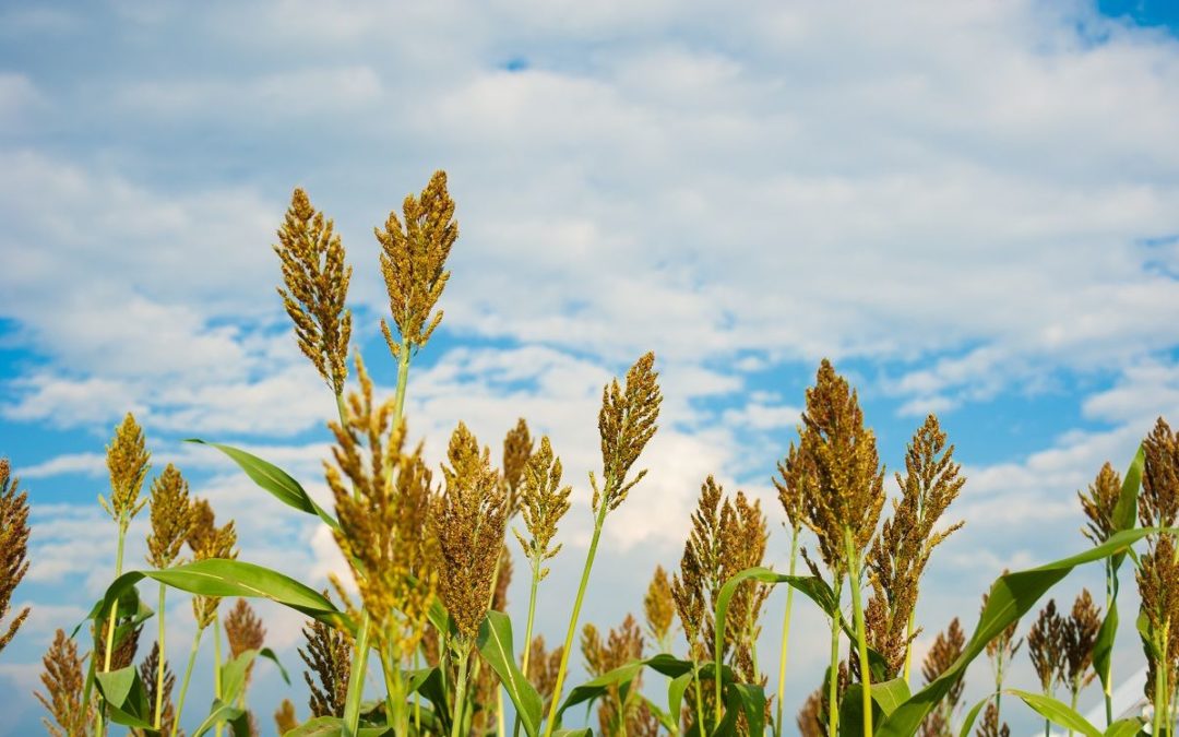 Farmer’s secret to surviving drought: For subsistence farmer Sinikiwe Sibanda, planting more sorghum and millet than maize has paid off