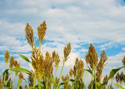 Farmer’s secret to surviving drought: For subsistence farmer Sinikiwe Sibanda, planting more sorghum and millet than maize has paid off