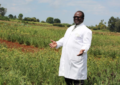 Wimbi (Finger Millet) back on the menu thanks to years of research at Kalro