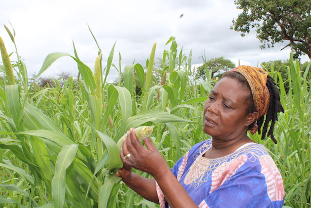 Using Traditional and Indigenous Food Resources to Combat Years of Successive Drought