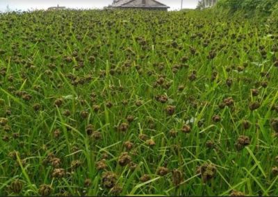 Kodo Millet: Awareness Of Its Nutrient Value Raised, Demand Increased, Bajura Farmers Attracted To Production