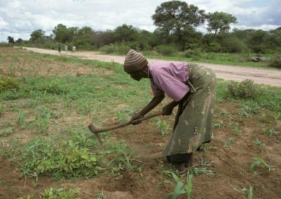Agricultural Diversification: Dethroning King Maize