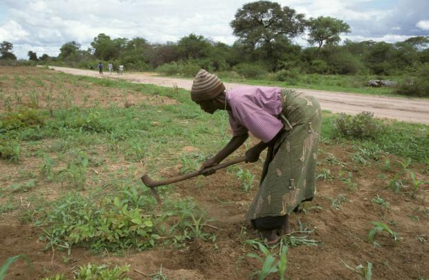 Agricultural Diversification: Dethroning King Maize