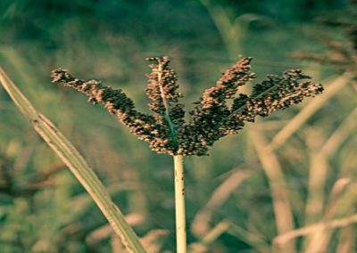 Arunachal Pradesh Launches Millet Cultivation Project in Siang district