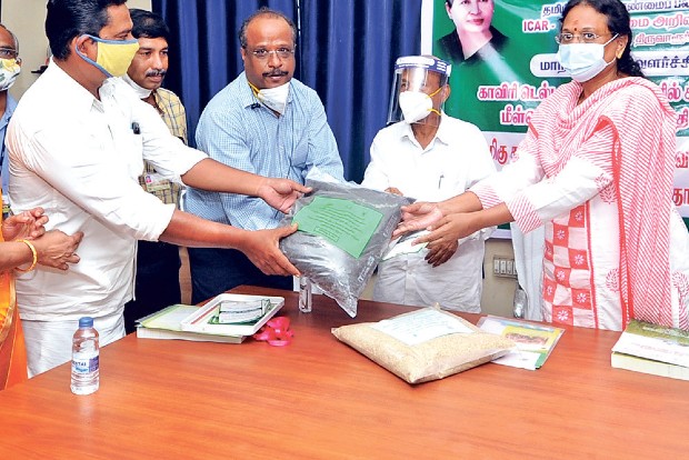 After 50 yrs, Tiruvarur farmers reap success in millets cultivation