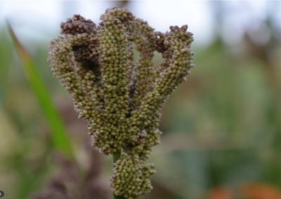 Finding ways to diversify African food systems with nutritious ‘orphan’ crops