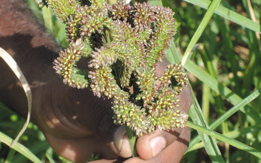 New millet variety gains popularity      