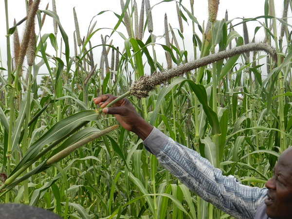 Fighting malnutrition through the lens of pearl millet