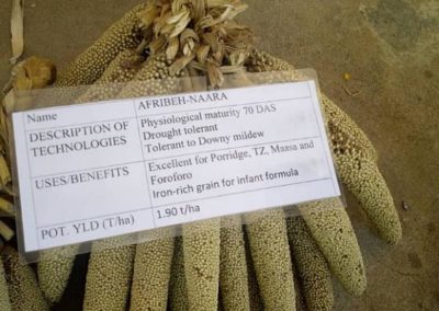 The untapped potentials of the Ghanaian pearl millet