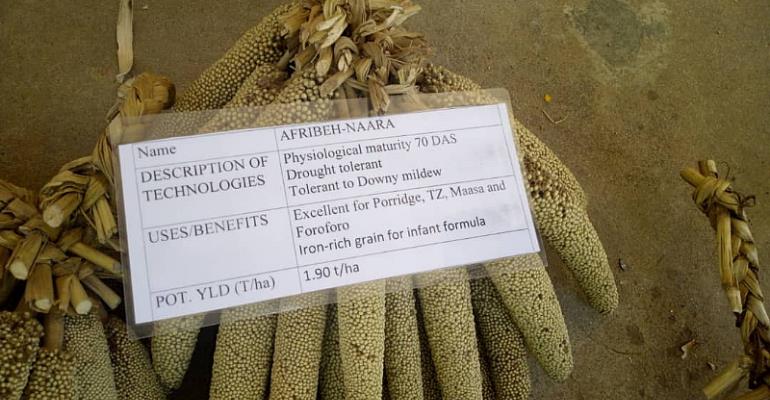 The untapped potentials of the Ghanaian pearl millet
