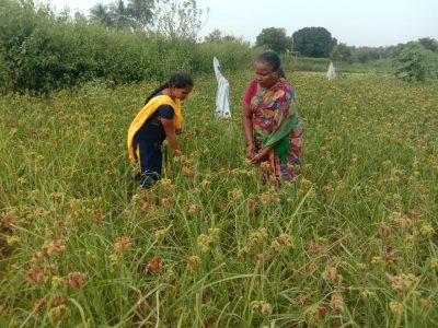 Back to Millets in the wake of Covid-19