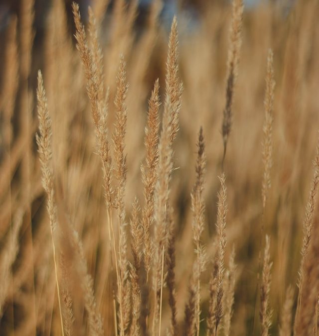 ICAR-IIMR, ICRISAT launch Millet Finder database