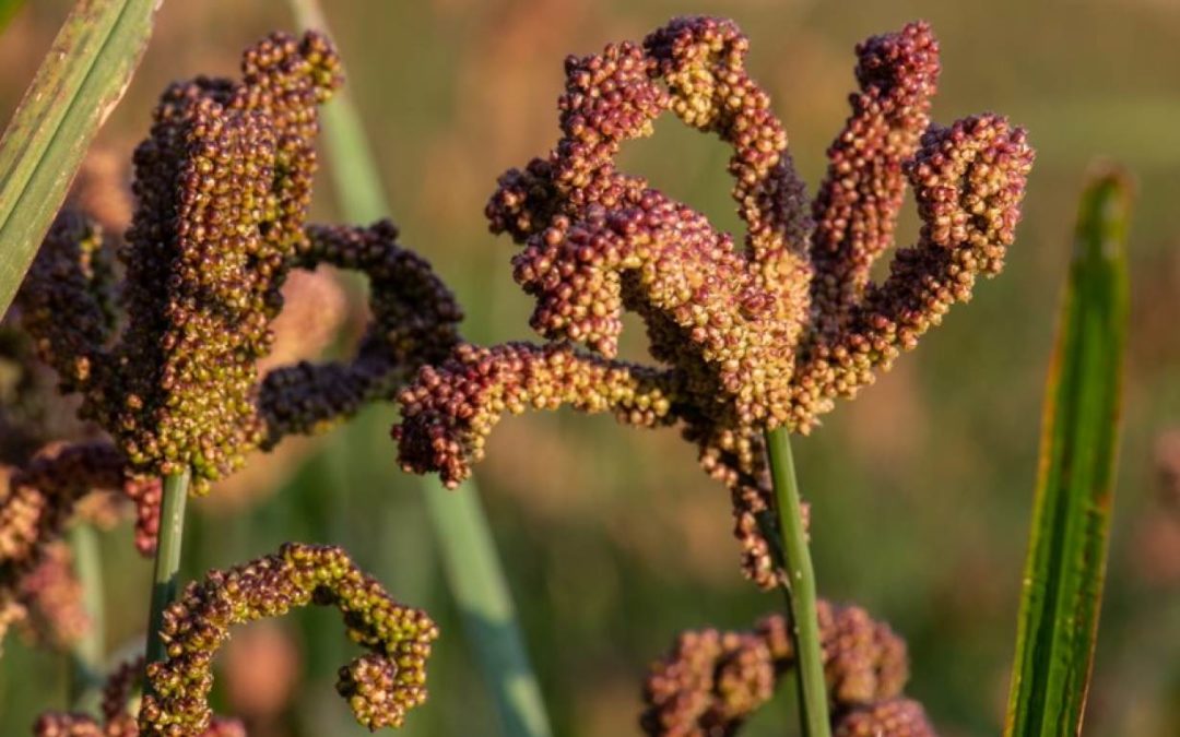 Finger Millet –The Wonder Grains