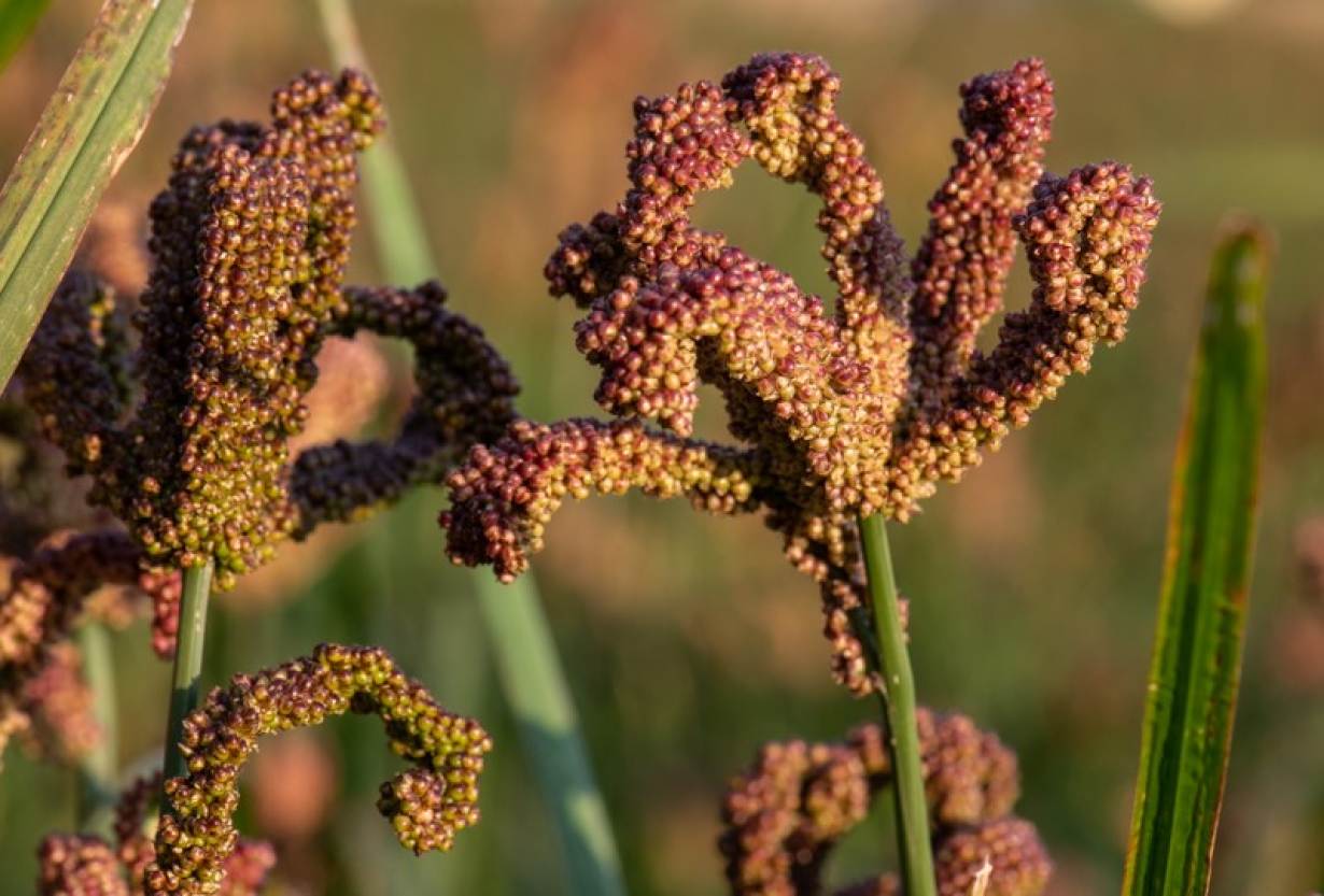 Finger Millet The Wonder Grains Smart Food ragi-recipes-in-marathi-besto-blog