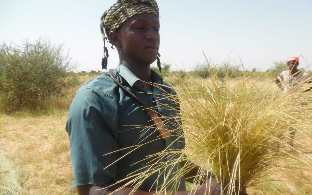 From West Africa, here comes the next miracle grain: fonio