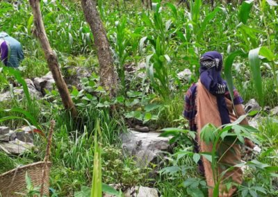 Comeback of the super-grain: Bringing millet back to life