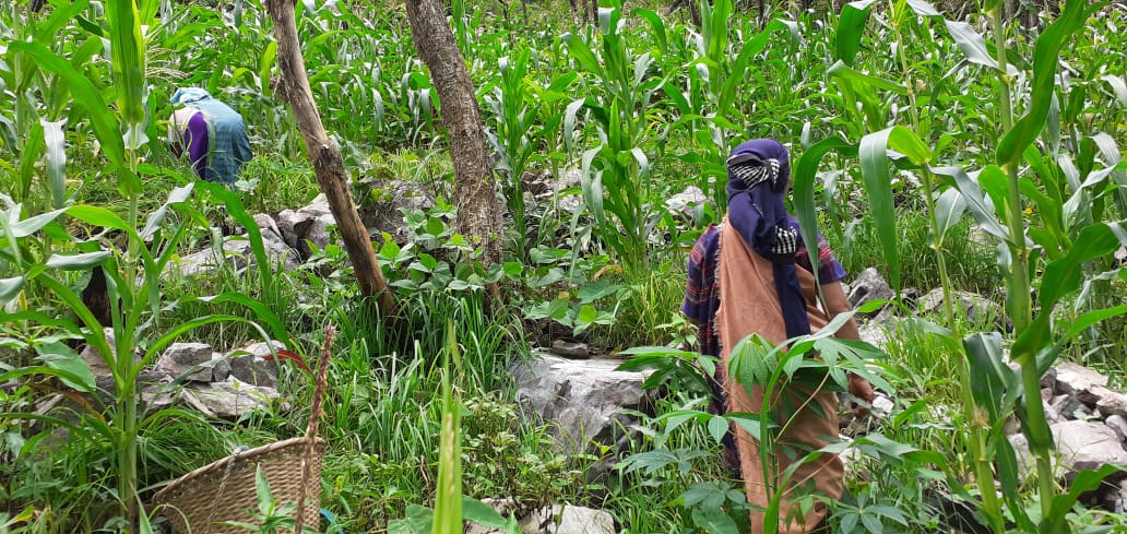 Comeback of the super-grain: Bringing millet back to life
