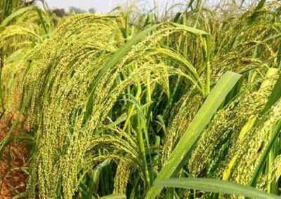 Mapping Millet Genetics to Enable Better Varieties for Farmers in Developing Countries