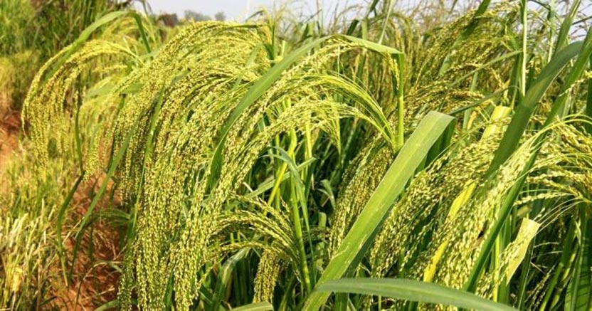 Mapping Millet Genetics to Enable Better Varieties for Farmers in Developing Countries