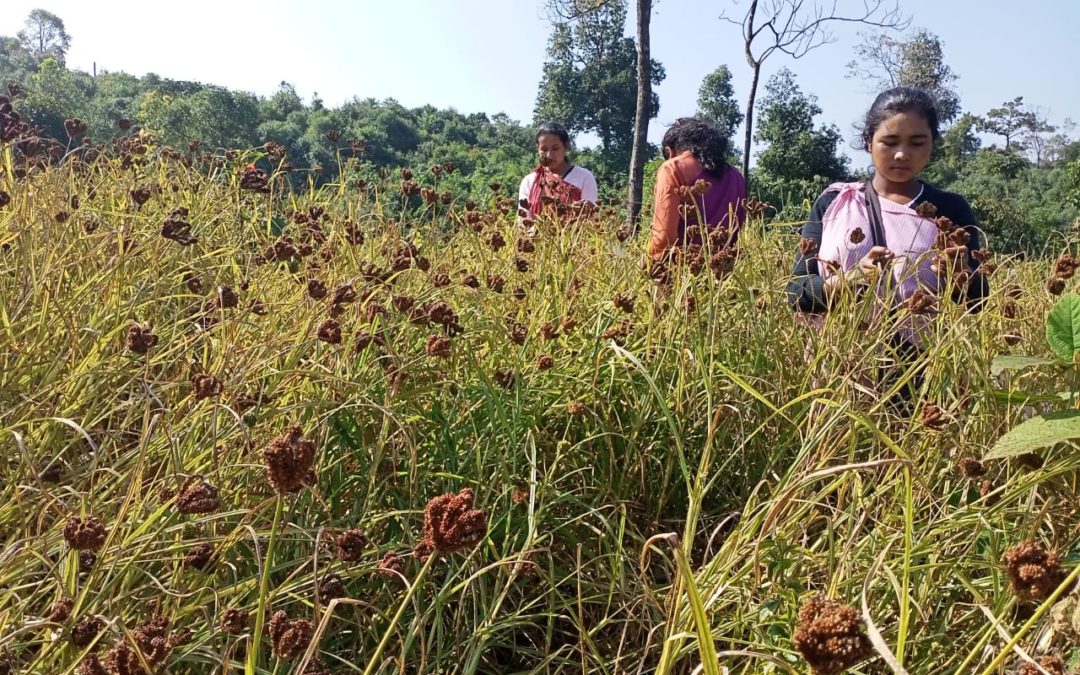 Meghalaya farmers are bringing back the ancient crop